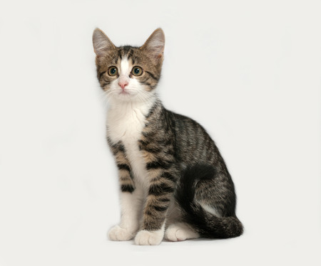 Striped and white kitten sitting on gray backgroundの写真素材