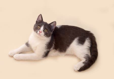White and gray spotted kitten lying on yellow backgroundの写真素材