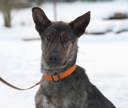 Grey and brown young mongrel dog on white snowの写真素材