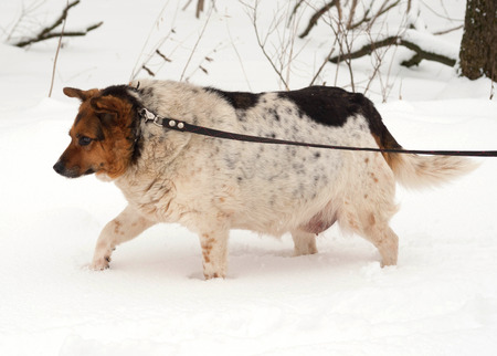 White, red and black spotted thick mongrel dog is on leash on white snowの写真素材