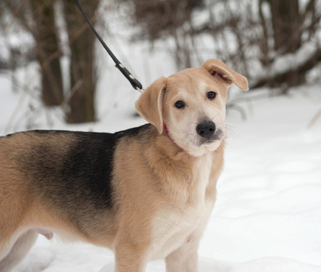 Yellow mongrel puppy standing on white snowの写真素材