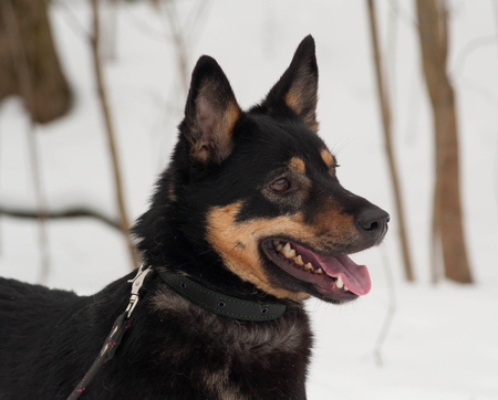 Black and gray mongrel dog standing on white snowの写真素材