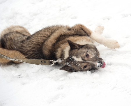 Grey Siberian Laika lying around on white snowの写真素材