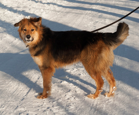 Red and black mongrel dog standing on white snowの写真素材