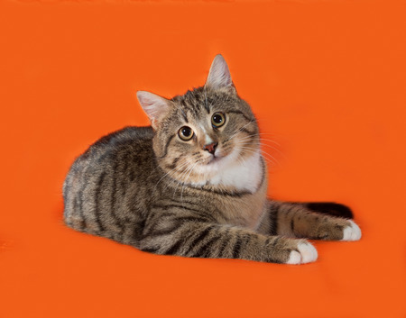 Tabby and white cat lying on orange backgroundの写真素材