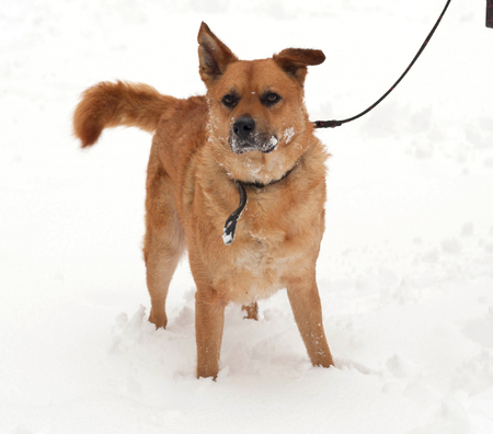 Red mongrel dog standing on white snowの写真素材