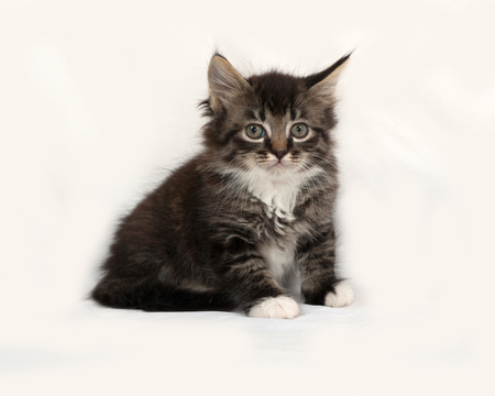 Siberian fluffy tabby kitten sitting on gray backgroundの写真素材