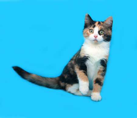 Tricolor kitten sitting on blue backgroundの写真素材