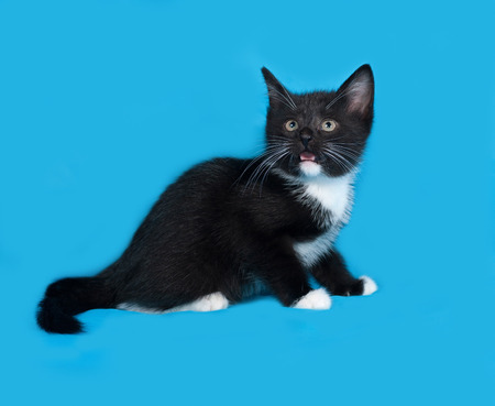 White and black kitten sitting on blue backgroundの写真素材