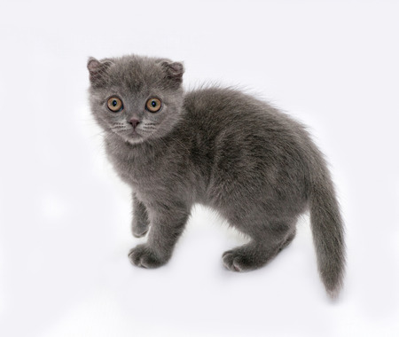 Gray kitten Scottish Fold stands on gray backgroundの写真素材