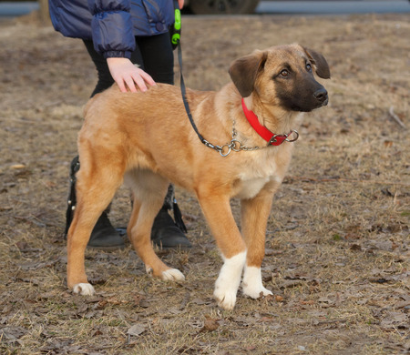 Yellow mongrel puppy in red collar standing on grassの写真素材