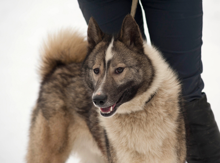 Grey Siberian Laika standing on white snowの写真素材