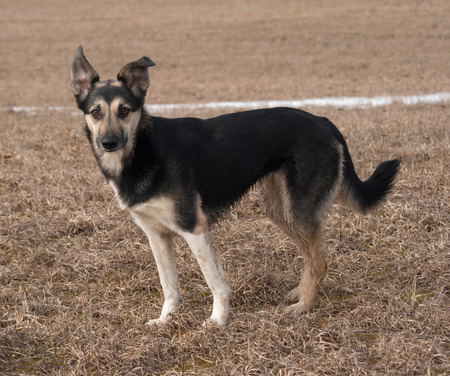 Black and gray dog stands on dry yellow grassの写真素材