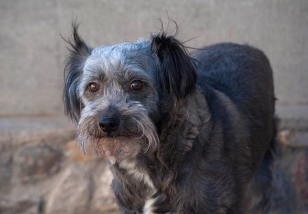 Gray shaggy dog standing on stone wall backgroundの写真素材