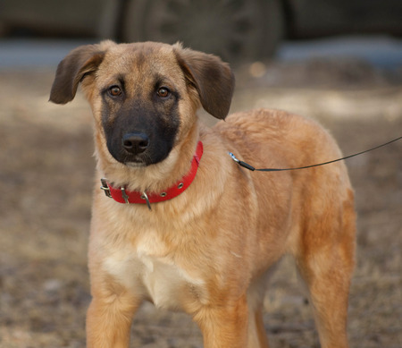 Yellow mongrel puppy in red collar standing on grassの写真素材