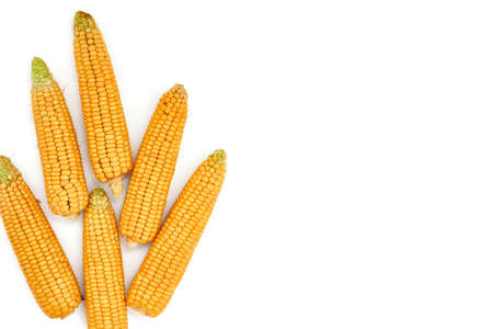 Ears of corn on a white background top view. Isolate