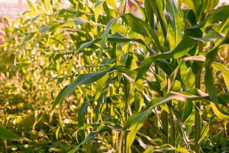 Corn maize field in sunlight