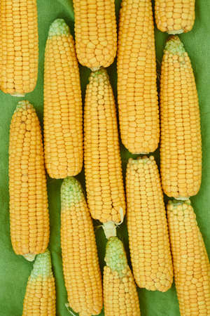 ears of corn lie on a green linen tablecloth top view