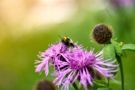 Close-up of a bee on a lilac flower. Macroの写真素材