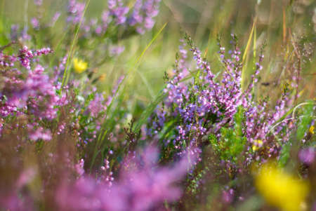 Background soft focus, grass and flowers in macro close-up, meadow purple flowers.