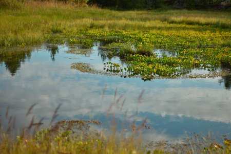 Swamp with plants. Reflection of the sky in lake