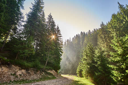 Road in a fir forest with sunbeams and fog