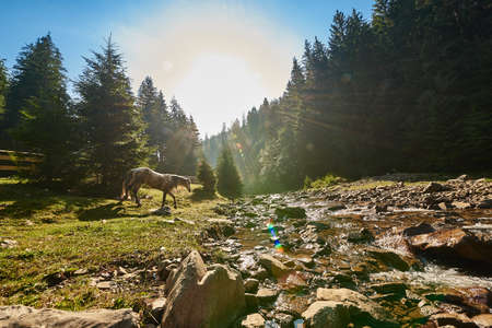 The horse descends to mountain river in the sunlightの写真素材