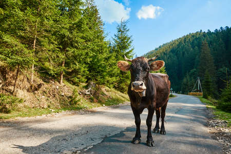 A brown cow stands on road against the background of mountains and a spruce forestの写真素材