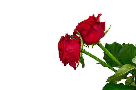 Isolate two red roses on white backgroundの写真素材