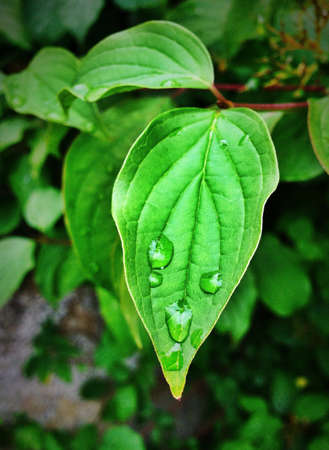 Close up of leaves after rainの素材