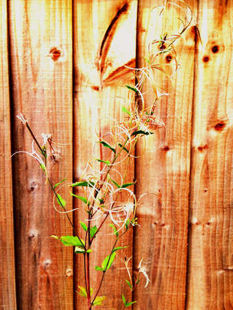 Flower against a fenceの素材
