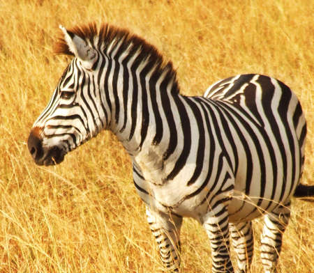 Zebra in Masai mara Kenyaの素材