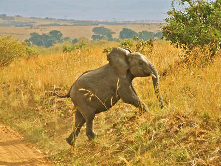 Elephant calf running across the road in Masai mara Kenyaの素材