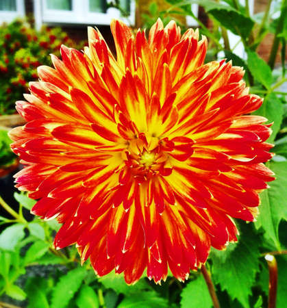 Orange and yellow flowerの素材