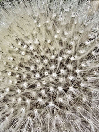 Close up of dandelion feathersの素材