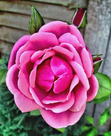 Budding pink rose in gardenの素材