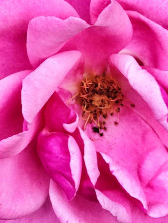 Close up of pink rose in gardenの素材