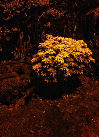 Bush illuminated by street lampの素材
