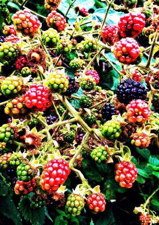 Wild blackberriesの素材