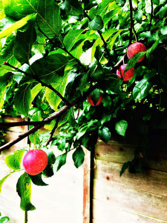 Cherries hanging from tree in gardenの素材