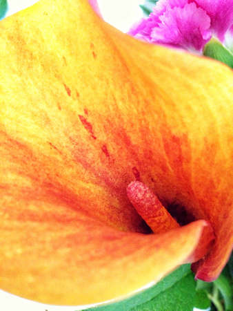 Close up of orange calla lilyの素材