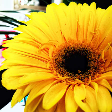 Yellow flowerの素材