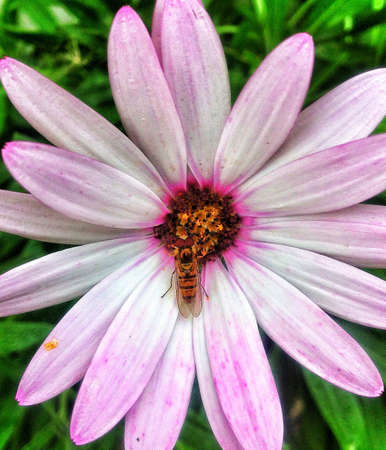 Wasp in the centre of a flowerの素材