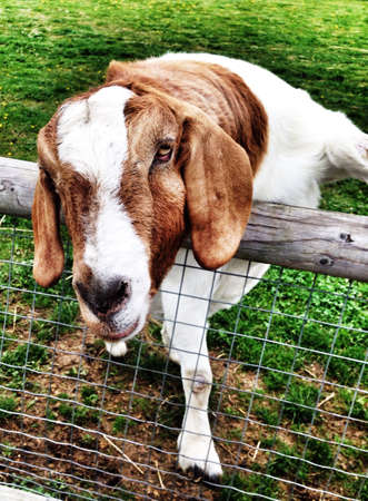 Goat leaning over a fence at feeding timeの素材