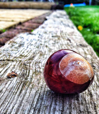 Close up of Conker on woodの素材