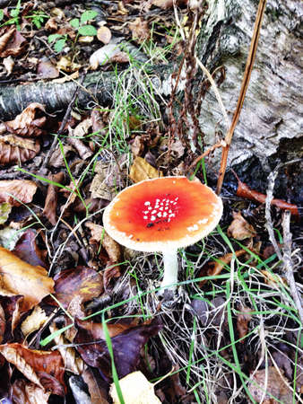 Wild mushroom in woods
