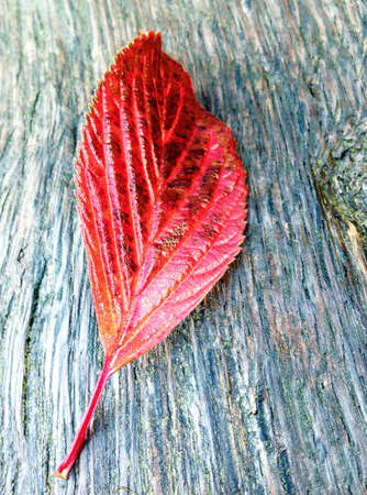 Red autumn leaf on woodの素材