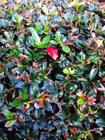 Hedge with single red autumn leafの素材
