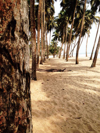 Rows of palm trees on beach in Ghana の素材