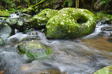 Rainforest and Riverの写真素材